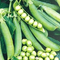 Семена зеленого горошка Преладо, 20 шт