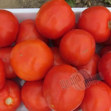 Насіння томату (помідора) Ламантін F1