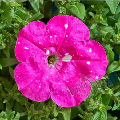 Насіння квітів петунії багатоквіткової Зоряне небо F1 (Дот Стар) F1, 100 шт (драже), темно-рожевий