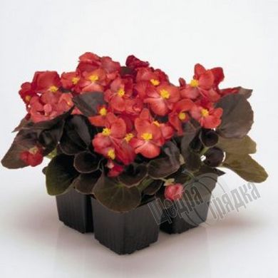 Семена цветов бегонии изящной Найтлайф F1 (бронзовый лист), 200 шт., красный