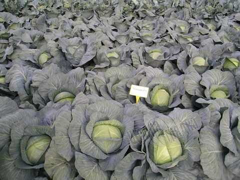 Семена белокочанной капусты Трансам F1, 2500 шт