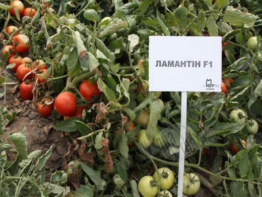 Семена томата (помидора) Ламантин F1