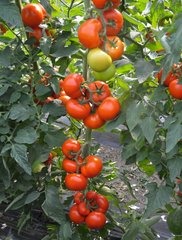 Семена томата (помидора) Тобольск F1