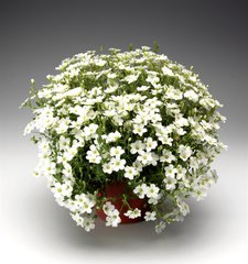 Насіння квітів аренарії гірської Бліззард Компакт, 100 шт, білий