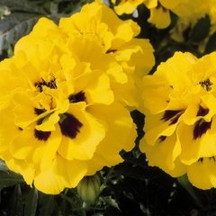 Насіння квітів чорнобривців Аврора, 300 шт., жовте полум'я