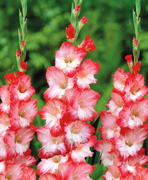Цибулини гладіолуса Пінк Леді (Pink Lady), 2 шт.