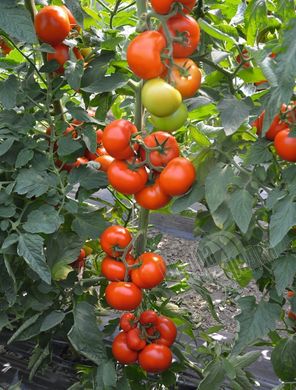 Насіння томату (помідора) Тобольськ F1