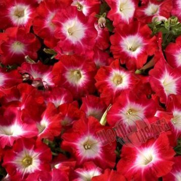 Насіння квітів петунії мультифлори Селебріті F1, 500 шт. (драже), червоний ранок