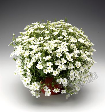 Семена цветов аренарии горной Близзард Компакт, 100 шт, белый
