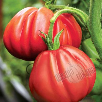 Насіння томату (помідора) Португос F1