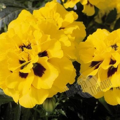 Насіння квітів чорнобривців Аврора, 300 шт., жовте полум'я