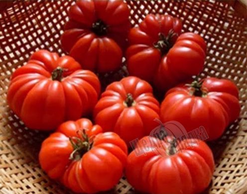 Насіння томату (помідора) Португос F1