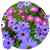 Насіння квітів брахікоми