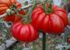 Семена томата (помидора) Португос F1
