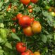 Насіння томату (помідора) Тобольськ F1