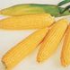 Семена кукурузы Леженд F1